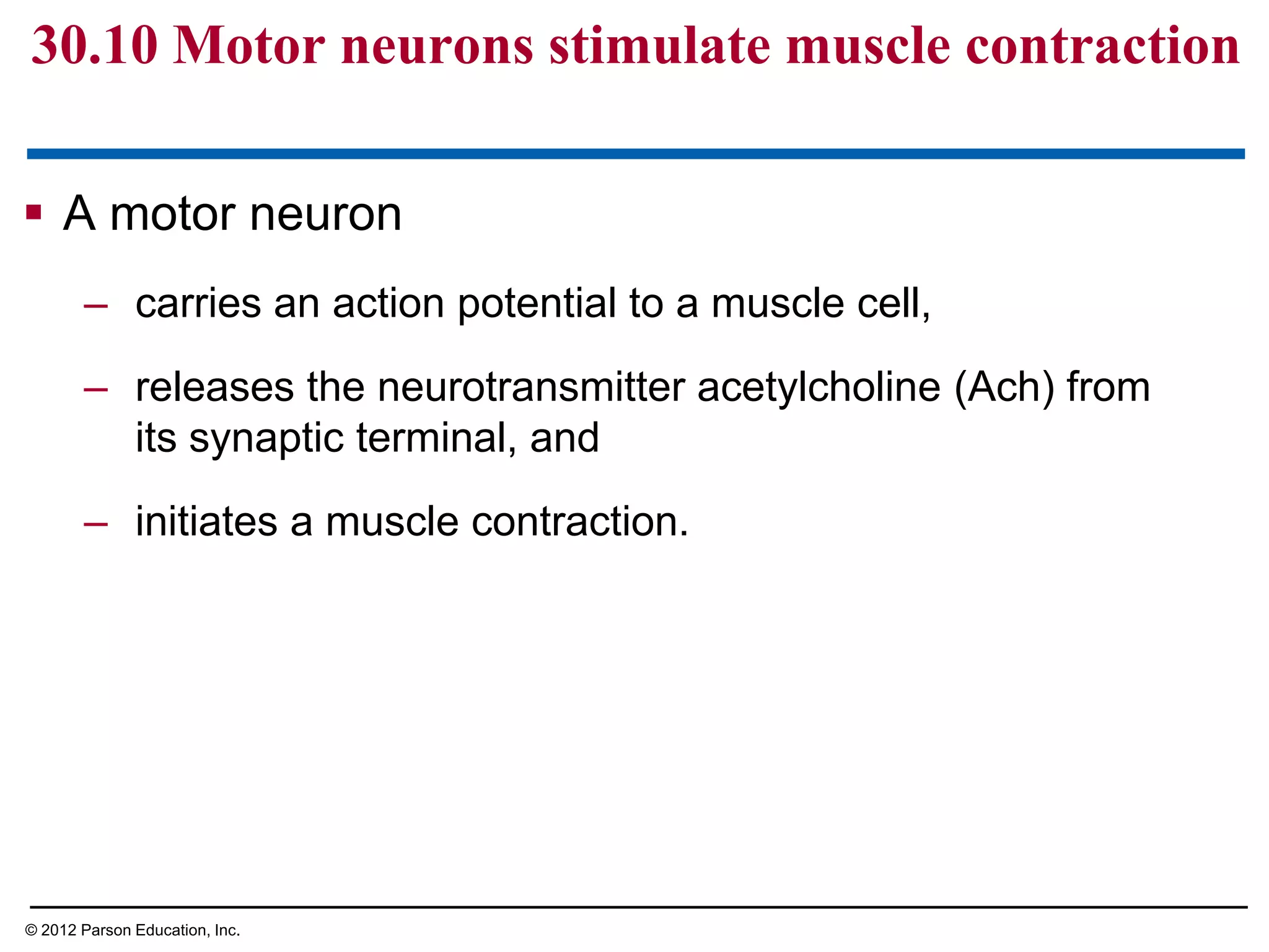  A motor neuron
– carries an action potential to a muscle cell,
– releases the neurotransmitter acetylcholine (Ach) from
its synaptic terminal, and
– initiates a muscle contraction.
30.10 Motor neurons stimulate muscle contraction
© 2012 Parson Education, Inc.
 