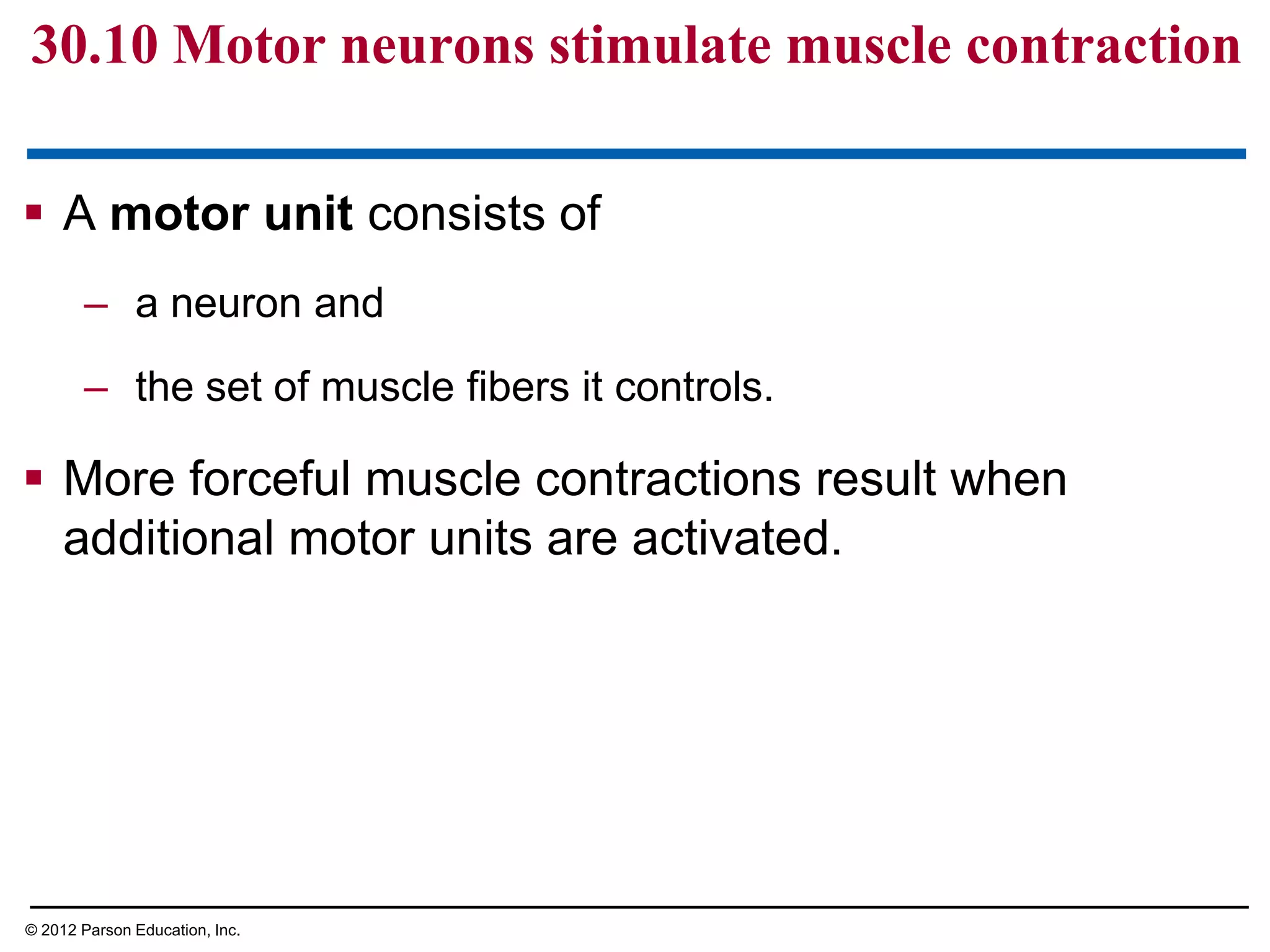  A motor unit consists of
– a neuron and
– the set of muscle fibers it controls.
 More forceful muscle contractions result when
additional motor units are activated.
30.10 Motor neurons stimulate muscle contraction
© 2012 Parson Education, Inc.
 