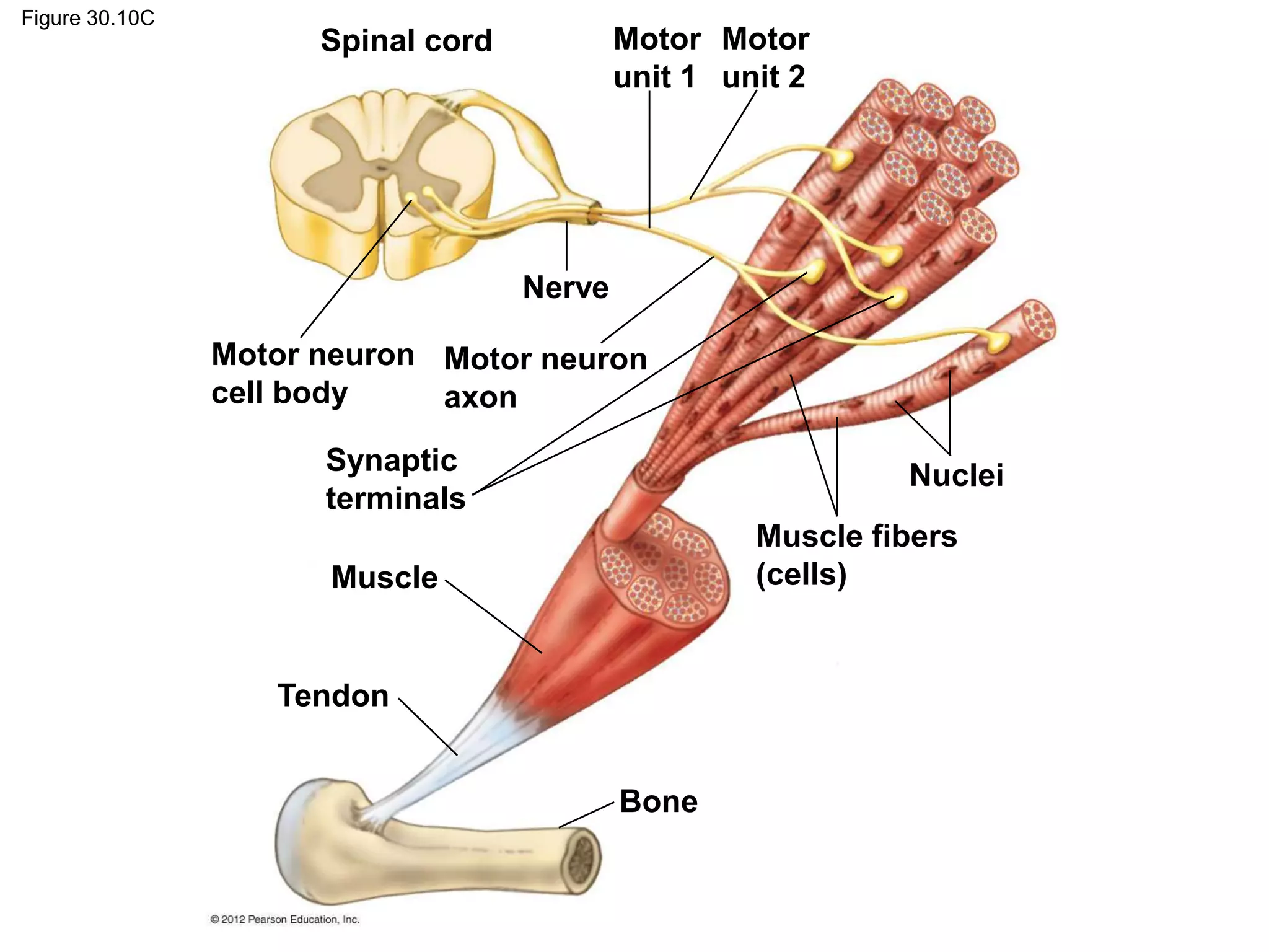 Figure 30.10C
Spinal cord
Motor neuron
cell body
Nerve
Motor neuron
axon
Synaptic
terminals
Muscle
Tendon
Muscle fibers
(cells)
Nuclei
Bone
Motor
unit 1
Motor
unit 2
 