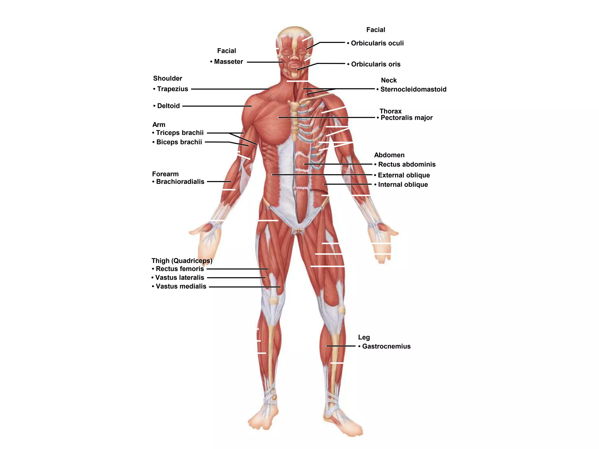 Facial
• Masseter
Shoulder
• Trapezius
• Deltoid
Arm
• Triceps brachii
• Biceps brachii
Forearm
• Brachioradialis
Thigh (Quadriceps)
• Rectus femoris
• Vastus lateralis
• Vastus medialis
Facial
• Orbicularis oculi
• Orbicularis oris
Neck
• Sternocleidomastoid
Thorax
• Pectoralis major
Abdomen
• Rectus abdominis
• External oblique
• Internal oblique
Leg
• Gastrocnemius
 