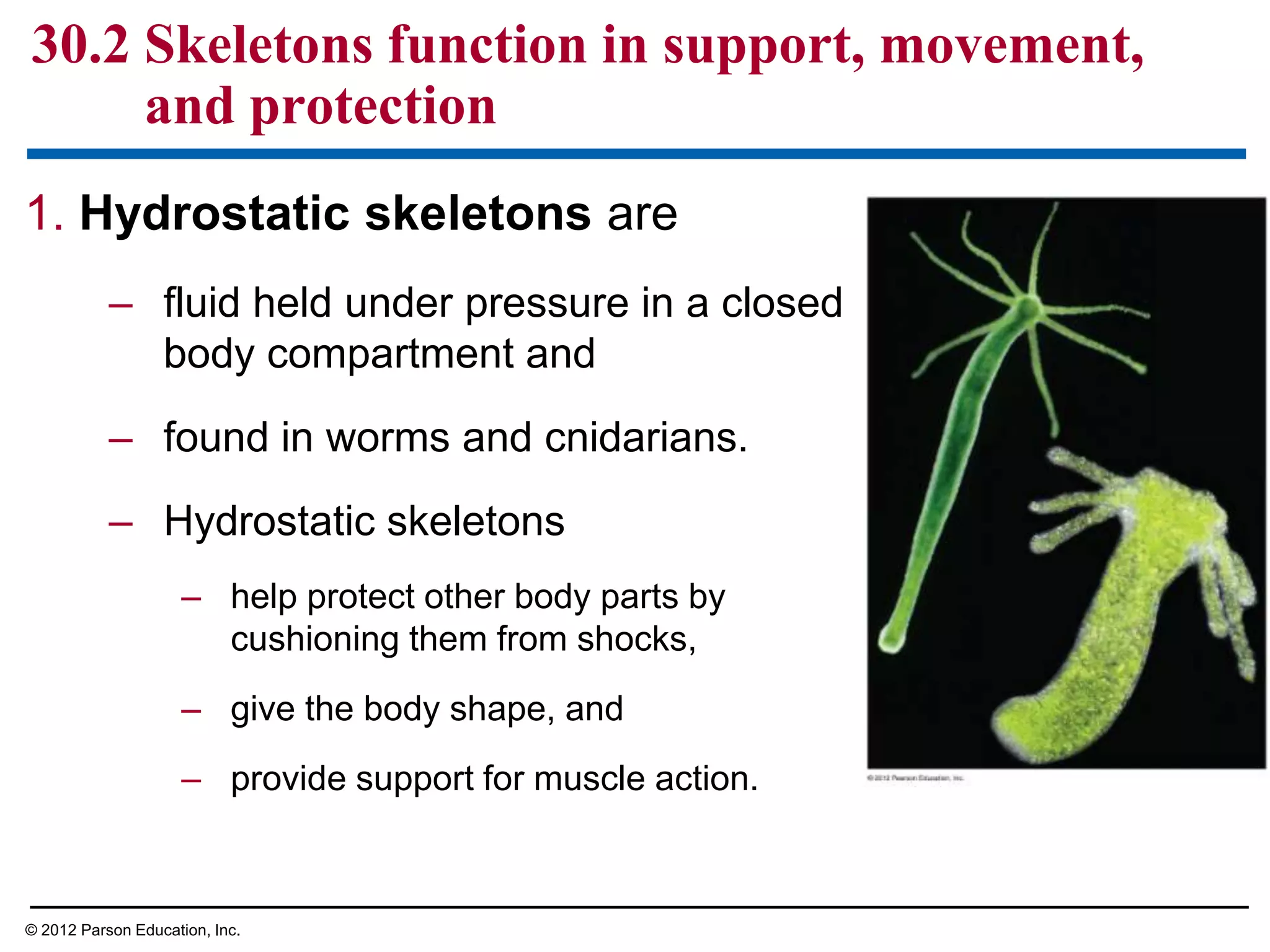 1. Hydrostatic skeletons are
– fluid held under pressure in a closed
body compartment and
– found in worms and cnidarians.
– Hydrostatic skeletons
– help protect other body parts by
cushioning them from shocks,
– give the body shape, and
– provide support for muscle action.
30.2 Skeletons function in support, movement,
and protection
© 2012 Parson Education, Inc.
 