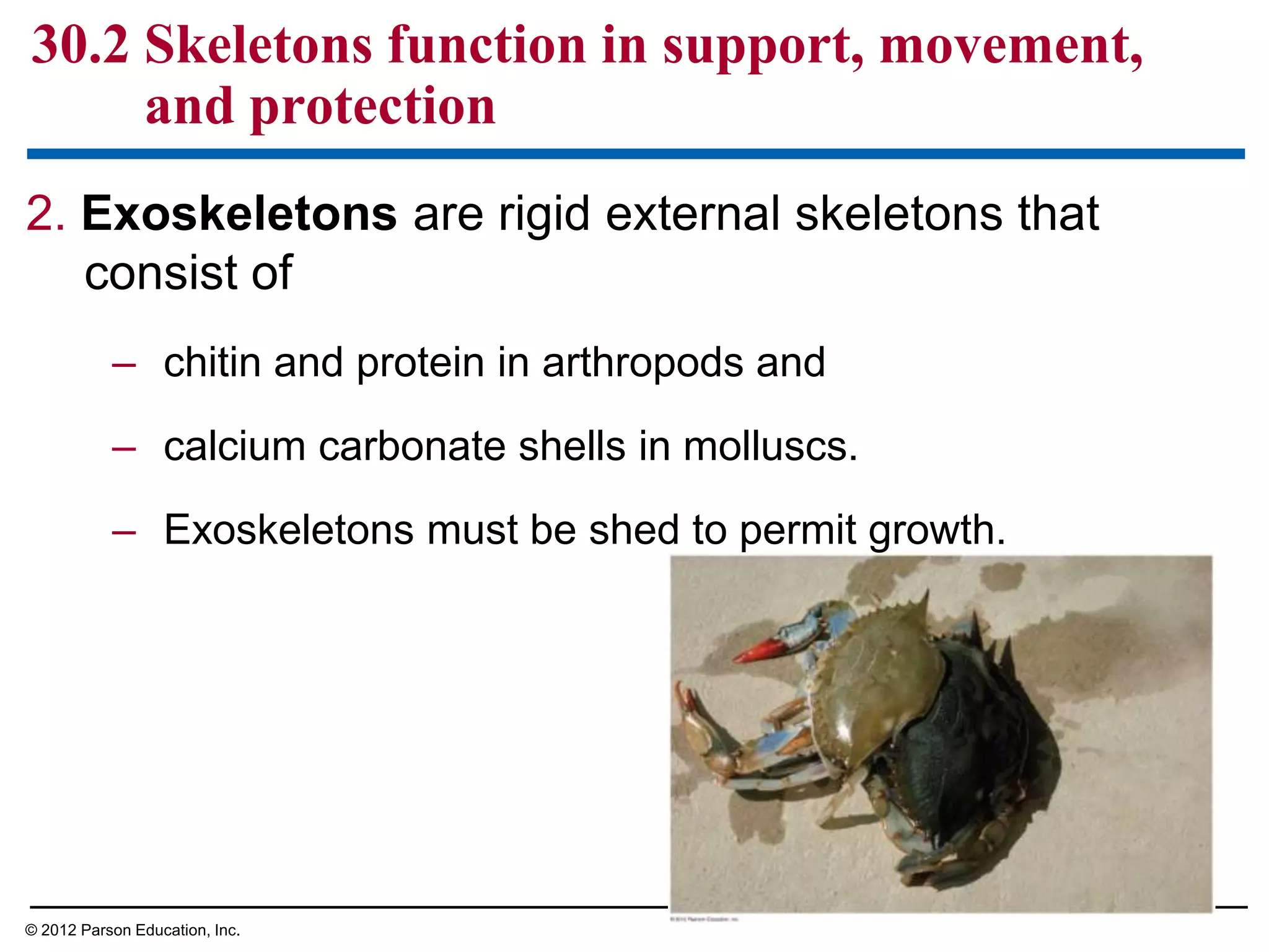 2. Exoskeletons are rigid external skeletons that
consist of
– chitin and protein in arthropods and
– calcium carbonate shells in molluscs.
– Exoskeletons must be shed to permit growth.
30.2 Skeletons function in support, movement,
and protection
© 2012 Parson Education, Inc.
 
