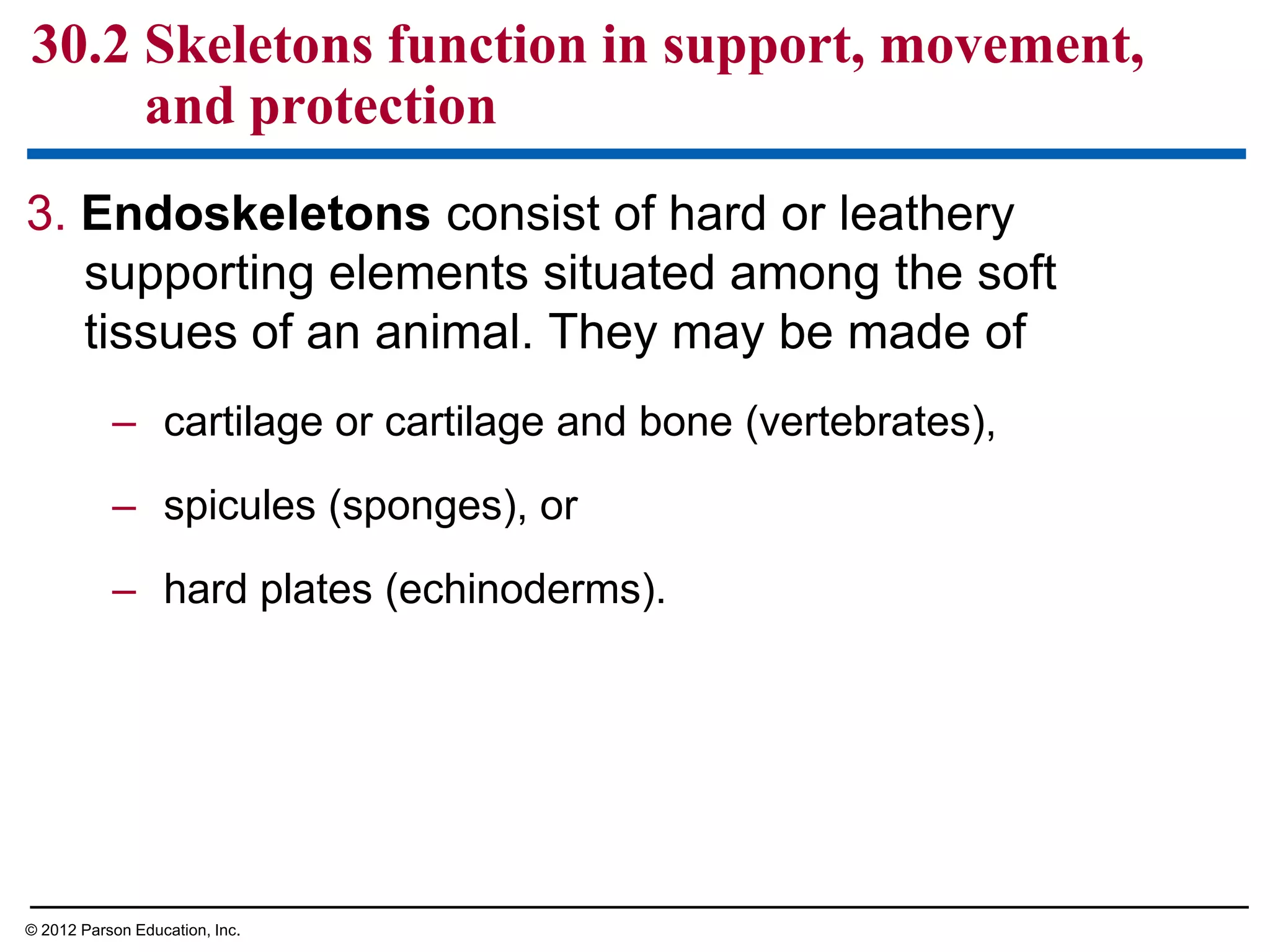 3. Endoskeletons consist of hard or leathery
supporting elements situated among the soft
tissues of an animal. They may be made of
– cartilage or cartilage and bone (vertebrates),
– spicules (sponges), or
– hard plates (echinoderms).
30.2 Skeletons function in support, movement,
and protection
© 2012 Parson Education, Inc.
 