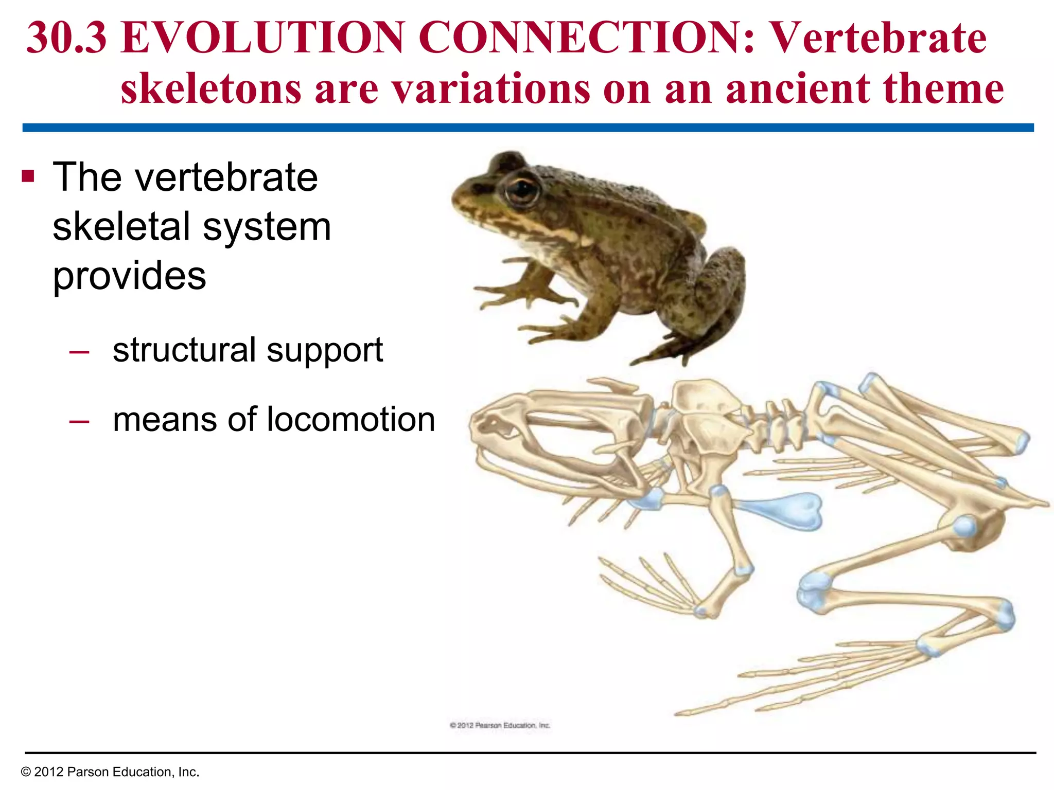  The vertebrate
skeletal system
provides
– structural support
– means of locomotion
30.3 EVOLUTION CONNECTION: Vertebrate
skeletons are variations on an ancient theme
© 2012 Parson Education, Inc.
 