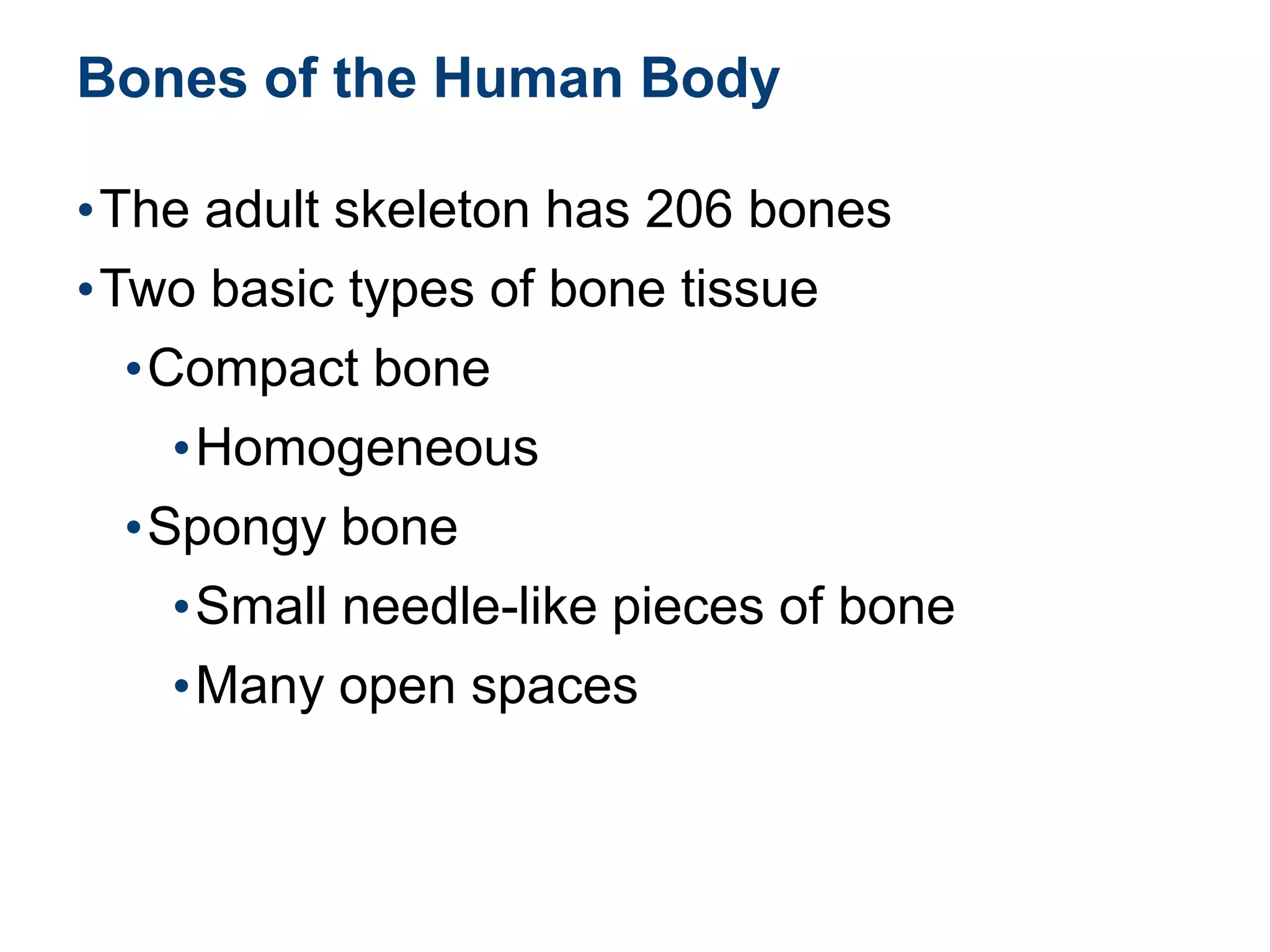 Bones of the Human Body
•The adult skeleton has 206 bones
•Two basic types of bone tissue
•Compact bone
•Homogeneous
•Spongy bone
•Small needle-like pieces of bone
•Many open spaces
 