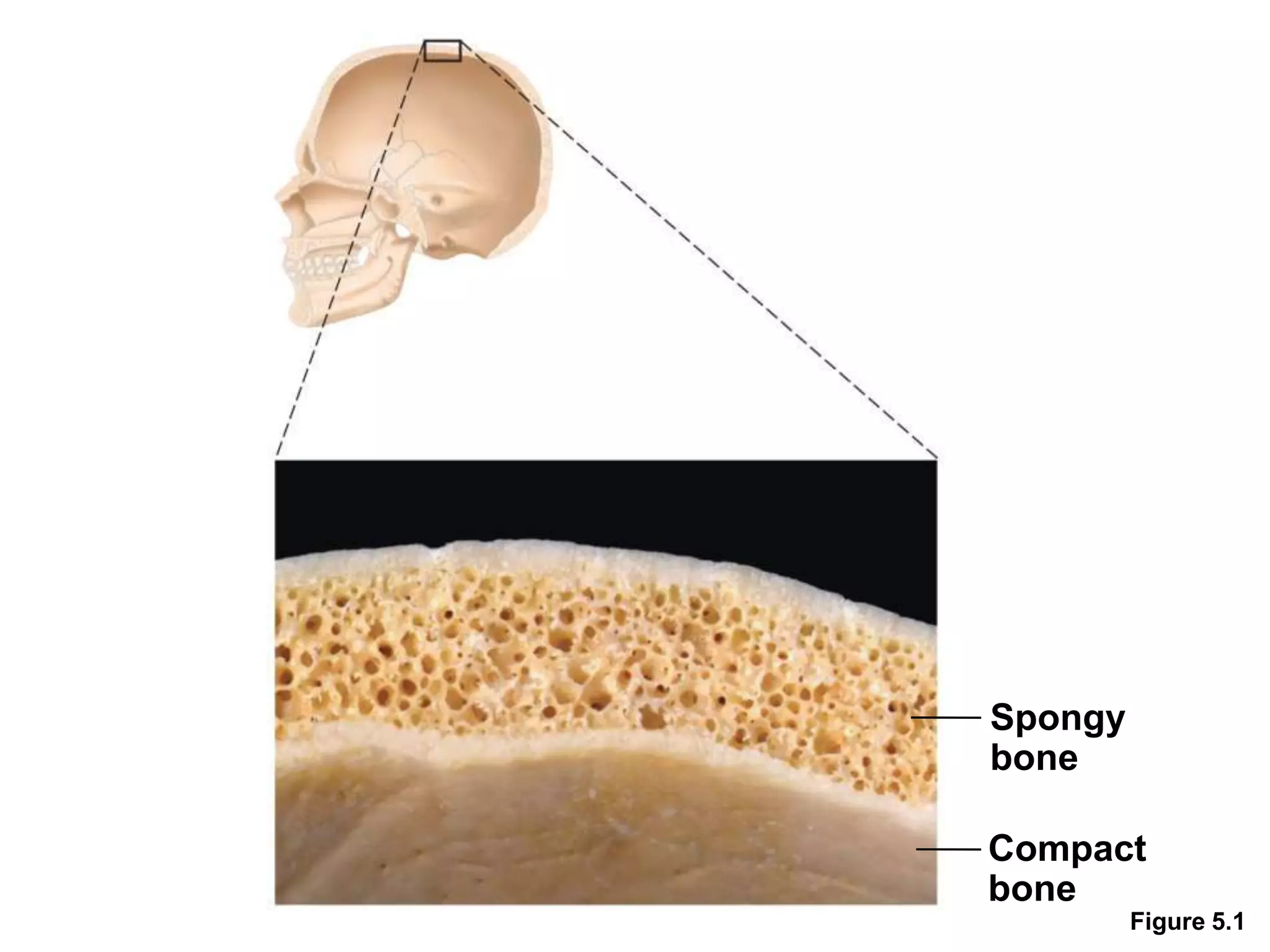 Figure 5.1
Spongy
bone
Compact
bone
 