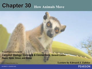 © 2012 Pearson Education, Inc. Lecture by Edward J. Zalisko
PowerPoint Lectures for
Campbell Biology: Concepts & Connections, Seventh Edition
Reece, Taylor, Simon, and Dickey
Chapter 30 How Animals Move
 