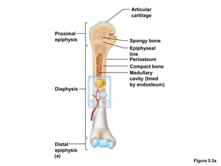 Figure 5.3a
Distal
epiphysis
Diaphysis
Proximal
epiphysis
Articular
cartilage
Spongy bone
Epiphyseal
line
Periosteum
Compact bone
Medullary
cavity (lined
by endosteum)
(a)
 