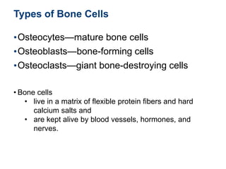 Types of Bone Cells
•Osteocytes—mature bone cells
•Osteoblasts—bone-forming cells
•Osteoclasts—giant bone-destroying cells
• Bone cells
• live in a matrix of flexible protein fibers and hard
calcium salts and
• are kept alive by blood vessels, hormones, and
nerves.
 