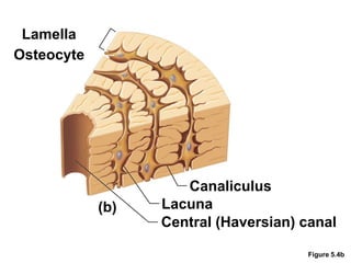 Lamella
Osteocyte
Figure 5.4b
Canaliculus
Lacuna
Central (Haversian) canal
(b)
 