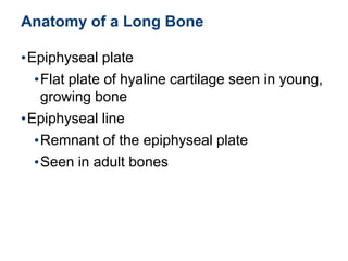 Anatomy of a Long Bone
•Epiphyseal plate
•Flat plate of hyaline cartilage seen in young,
growing bone
•Epiphyseal line
•Remnant of the epiphyseal plate
•Seen in adult bones
 