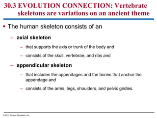  The human skeleton consists of an
– axial skeleton
– that supports the axis or trunk of the body and
– consists of the skull, vertebrae, and ribs and
– appendicular skeleton
– that includes the appendages and the bones that anchor the
appendage and
– consists of the arms, legs, shoulders, and pelvic girdles.
30.3 EVOLUTION CONNECTION: Vertebrate
skeletons are variations on an ancient theme
© 2012 Parson Education, Inc.
 