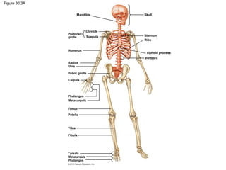Figure 30.3A
Skull
Sternum
Ribs
Vertebra
Clavicle
Scapula
Pectoral
girdle
Humerus
Radius
Ulna
Pelvic girdle
Carpals
Phalanges
Metacarpals
Femur
Patella
Tibia
Fibula
Tarsals
Metatarsals
Phalanges
Mandible
xiphoid process
 