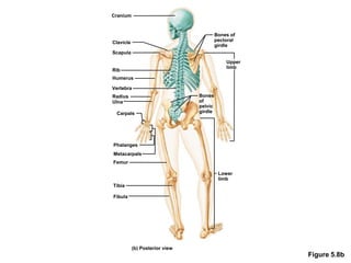 Figure 5.8b
(b) Posterior view
Fibula
Tibia
Femur
Metacarpals
Phalanges
Carpals
Radius
Ulna
Vertebra
Humerus
Rib
Scapula
Clavicle
Cranium
Bones of
pectoral
girdle
Upper
limb
Bones
of
pelvic
girdle
Lower
limb
 