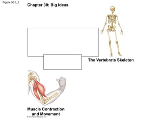 Figure 30.0_1
Chapter 30: Big Ideas
Movement and
Locomotion
The Vertebrate Skeleton
Muscle Contraction
and Movement
 