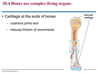  Cartilage at the ends of bones
– cushions joints and
– reduces friction of movements.
30.4 Bones are complex living organs
© 2012 Parson Education, Inc.
Articular
cartilage
 