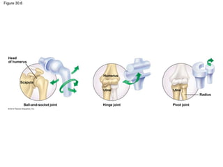 Figure 30.6
Head
of humerus
Humerus
Scapula
Ulna
Ball-and-socket joint Hinge joint
Ulna
Pivot joint
Radius
 