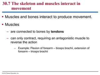  Muscles and bones interact to produce movement.
 Muscles
– are connected to bones by tendons
– can only contract, requiring an antagonistic muscle to
reverse the action
– Example: Flexion of forearm – biceps brachii, extension of
forearm – triceps brachii
30.7 The skeleton and muscles interact in
movement
© 2012 Parson Education, Inc.
 