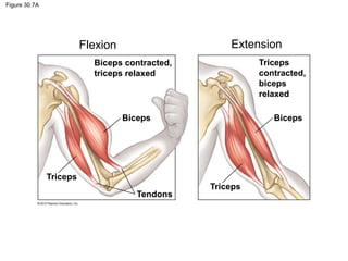 Figure 30.7A
Biceps contracted,
triceps relaxed
Biceps
Triceps
Tendons
Triceps
Biceps
Triceps
contracted,
biceps
relaxed
Flexion Extension
 