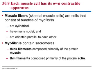  Muscle fibers (skeletal muscle cells) are cells that
consist of bundles of myofibrils
– are cylindrical,
– have many nuclei, and
– are oriented parallel to each other.
 Myofibrils contain sacromeres
– thick filaments composed primarily of the protein
myosin
– thin filaments composed primarily of the protein actin.
30.8 Each muscle cell has its own contractile
apparatus
© 2012 Parson Education, Inc.
 