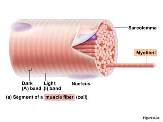 Figure 6.3a
Sarcolemma
Myofibril
Dark
(A) band
Light
(I) band
Nucleus
(a) Segment of a muscle fiber (cell)
 