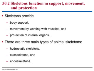  Skeletons provide
– body support,
– movement by working with muscles, and
– protection of internal organs.
 There are three main types of animal skeletons:
– hydrostatic skeletons,
– exoskeletons, and
– endoskeletons.
30.2 Skeletons function in support, movement,
and protection
© 2012 Parson Education, Inc.
 