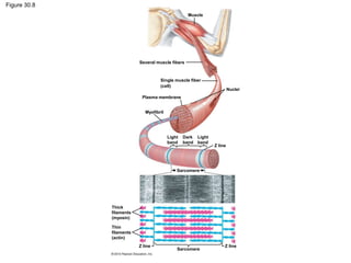 Figure 30.8
Muscle
Several muscle fibers
Single muscle fiber
(cell)
Plasma membrane
Nuclei
Myofibril
Light
band
Dark
band
Light
band
Z line
Sarcomere
Sarcomere
Z lineZ line
Thick
filaments
(myosin)
Thin
filaments
(actin)
 
