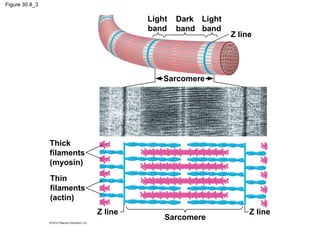 Figure 30.8_3
Sarcomere
Z lineZ line
Thick
filaments
(myosin)
Thin
filaments
(actin)
Light
band
Dark
band
Light
band
Z line
Sarcomere
 