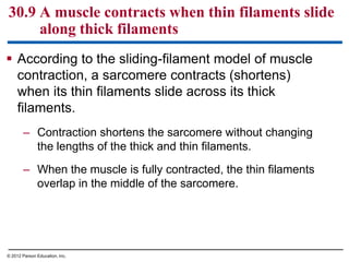  According to the sliding-filament model of muscle
contraction, a sarcomere contracts (shortens)
when its thin filaments slide across its thick
filaments.
– Contraction shortens the sarcomere without changing
the lengths of the thick and thin filaments.
– When the muscle is fully contracted, the thin filaments
overlap in the middle of the sarcomere.
30.9 A muscle contracts when thin filaments slide
along thick filaments
© 2012 Parson Education, Inc.
 