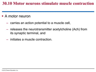  A motor neuron
– carries an action potential to a muscle cell,
– releases the neurotransmitter acetylcholine (Ach) from
its synaptic terminal, and
– initiates a muscle contraction.
30.10 Motor neurons stimulate muscle contraction
© 2012 Parson Education, Inc.
 