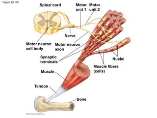 Figure 30.10C
Spinal cord
Motor neuron
cell body
Nerve
Motor neuron
axon
Synaptic
terminals
Muscle
Tendon
Muscle fibers
(cells)
Nuclei
Bone
Motor
unit 1
Motor
unit 2
 