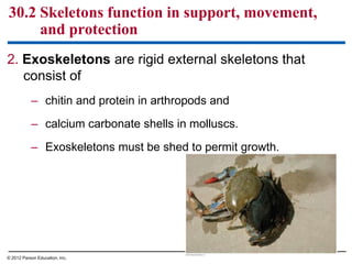 2. Exoskeletons are rigid external skeletons that
consist of
– chitin and protein in arthropods and
– calcium carbonate shells in molluscs.
– Exoskeletons must be shed to permit growth.
30.2 Skeletons function in support, movement,
and protection
© 2012 Parson Education, Inc.
 