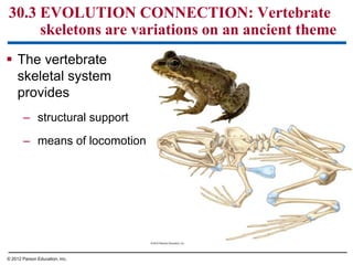  The vertebrate
skeletal system
provides
– structural support
– means of locomotion
30.3 EVOLUTION CONNECTION: Vertebrate
skeletons are variations on an ancient theme
© 2012 Parson Education, Inc.
 