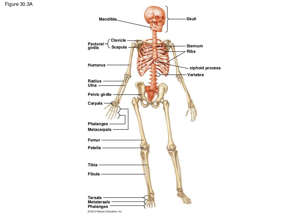 Bio 2 Chapter 30 - Bones and Muscles