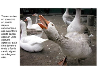 Tamén emiten
un son coma
un asubio
áspero
expulsando o
aire co peteiro
aberto cando
adoptan unha
actitude
agresiva. Esta
sinal tamén e
emite a femia
cando alguén
se achega ao
niño.
 