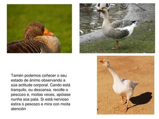 Tamén podemos coñecer o seu
estado de ánimo observando a
súa actitude corporal. Cando está
tranquilo, ou descansa, recolle o
pescozo e, moitas veces, apóiase
nunha soa pata. Si está nervioso
estira o pescozo e mira con moita
atención
 