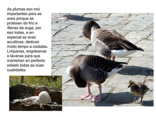 As plumas son moi
importantes para as
aves porque as
protexen do frío e
íllanas da auga, por
eso todas, e en
especial as aves
acuáticas, dedican
moito tempo a coidalas.
Límpanas, engráxanas
e lávanas para que
manteñan en perfecto
estado todas as súas
cualidades
 