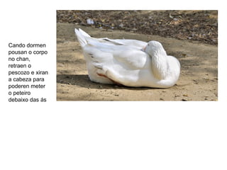 Cando dormen
pousan o corpo
no chan,
retraen o
pescozo e xiran
a cabeza para
poderen meter
o peteiro
debaixo das ás
 