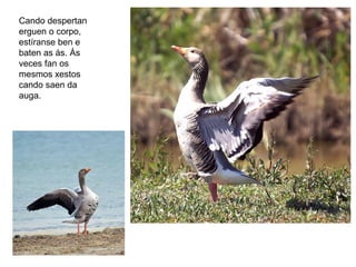 Cando despertan
erguen o corpo,
estíranse ben e
baten as ás. Ás
veces fan os
mesmos xestos
cando saen da
auga.
 