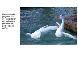 Como animais
gregarios non
adoitan pelexar
entre eles pero
poden facelo
polo sitio para
aniñar.
 