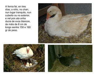 A femia fai, en tres
días, o niño, no chan,
nun lugar tranquilo, nun
cuberto ou no exterior,
e nel pon ata unha
ducia de ovos blancos,
de máis de 8 cm de
longo eentre 150 e 160
gr de peso.
 