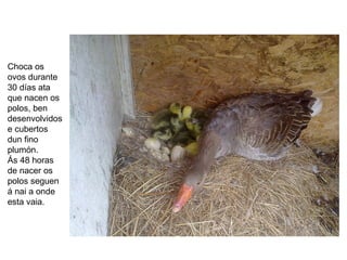 Choca os
ovos durante
30 días ata
que nacen os
polos, ben
desenvolvidos
e cubertos
dun fino
plumón.
Ás 48 horas
de nacer os
polos seguen
á nai a onde
esta vaia.
 