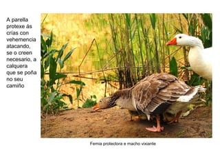 A parella
protexe ás
crías con
vehemencia
atacando,
se o creen
necesario, a
calquera
que se poña
no seu
camiño
Femia protectora e macho vixiante
 