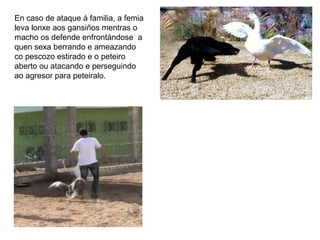 En caso de ataque á familia, a femia
leva lonxe aos gansiños mentras o
macho os defende enfrontándose a
quen sexa berrando e ameazando
co pescozo estirado e o peteiro
aberto ou atacando e perseguindo
ao agresor para peteiralo.
 