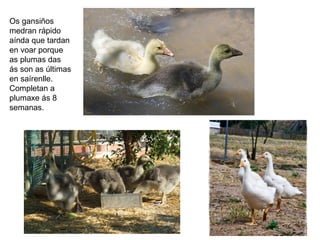 Os gansiños
medran rápido
aínda que tardan
en voar porque
as plumas das
ás son as últimas
en saírenlle.
Completan a
plumaxe ás 8
semanas.
 