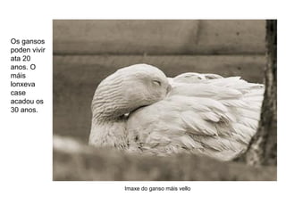 Os gansos
poden vivir
ata 20
anos. O
máis
lonxeva
case
acadou os
30 anos.
Imaxe do ganso máis vello
 