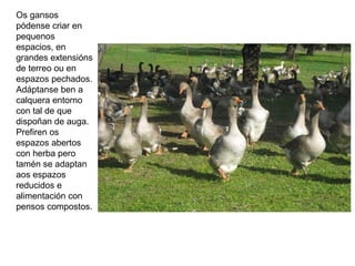 Os gansos
pódense criar en
pequenos
espacios, en
grandes extensións
de terreo ou en
espazos pechados.
Adáptanse ben a
calquera entorno
con tal de que
dispoñan de auga.
Prefiren os
espazos abertos
con herba pero
tamén se adaptan
aos espazos
reducidos e
alimentación con
pensos compostos.
 