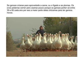 So gansos críanse para aproveitarle a carne, ou o fígado e as plumas. Os
ovos pódense comer pero úsanse pouco porque os gansos poñen só entre
30 e 60 cada ano por eso a maior parte deles chócanse para ter gansos
novos.
 