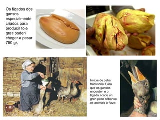 Os fígados dos
gansos
especialmente
criados para
producir foie
gras poden
chegar a pesar
750 gr.
Imaxe de ceba
tradicional.Para
que os gansos
engorden e o
fígado acade un
gran peso cébanse
os animais á forza
 