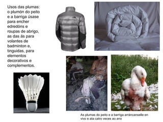 Usos das plumas:
o plumón do peito
e a barriga úsase
para encher
edredóns e
roupas de abrigo,
as das ás para
volantes de
badminton e,
tinguidas, para
elementos
decorativos e
complementos.
As plumas do peito e a barriga arráncanselle en
vivo e ata catro veces ao ano
 